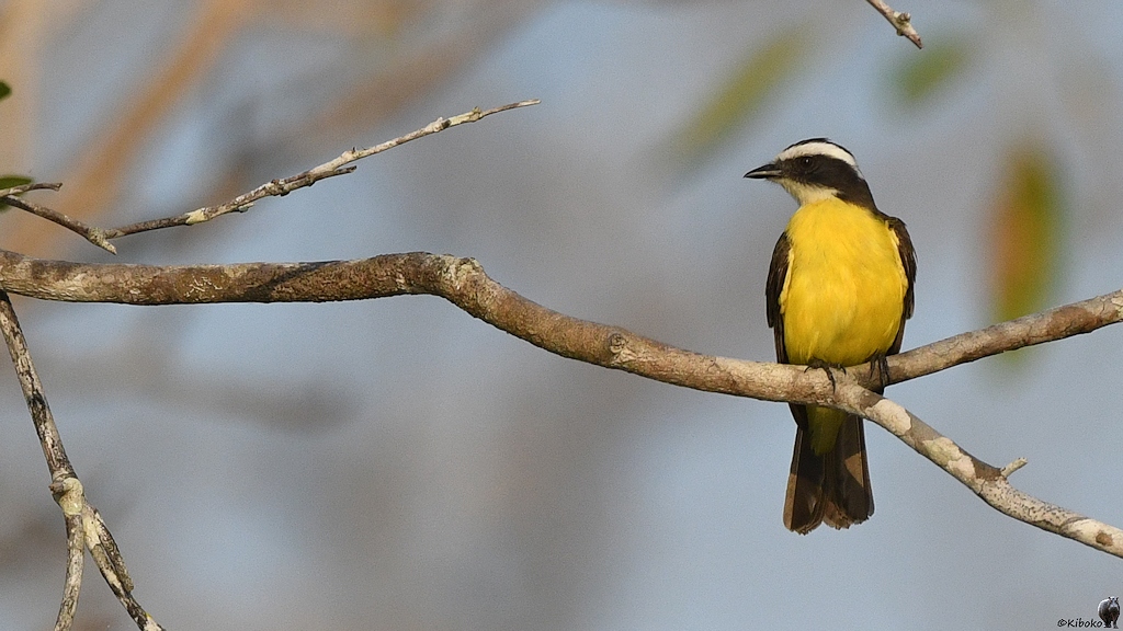 Schwefeltyrann auch Schwefelmaskentyrann (Great Kiskadee)

s1187 RioClaro GreatKiskadee 8400
