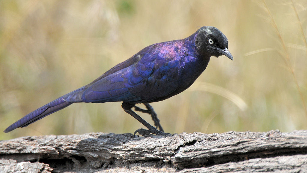 Schweifglanzstar (Rüppell's long-tailed starling)
Nähe Lobo, Serengeti
3555