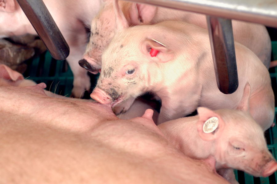 Schwein 0015a