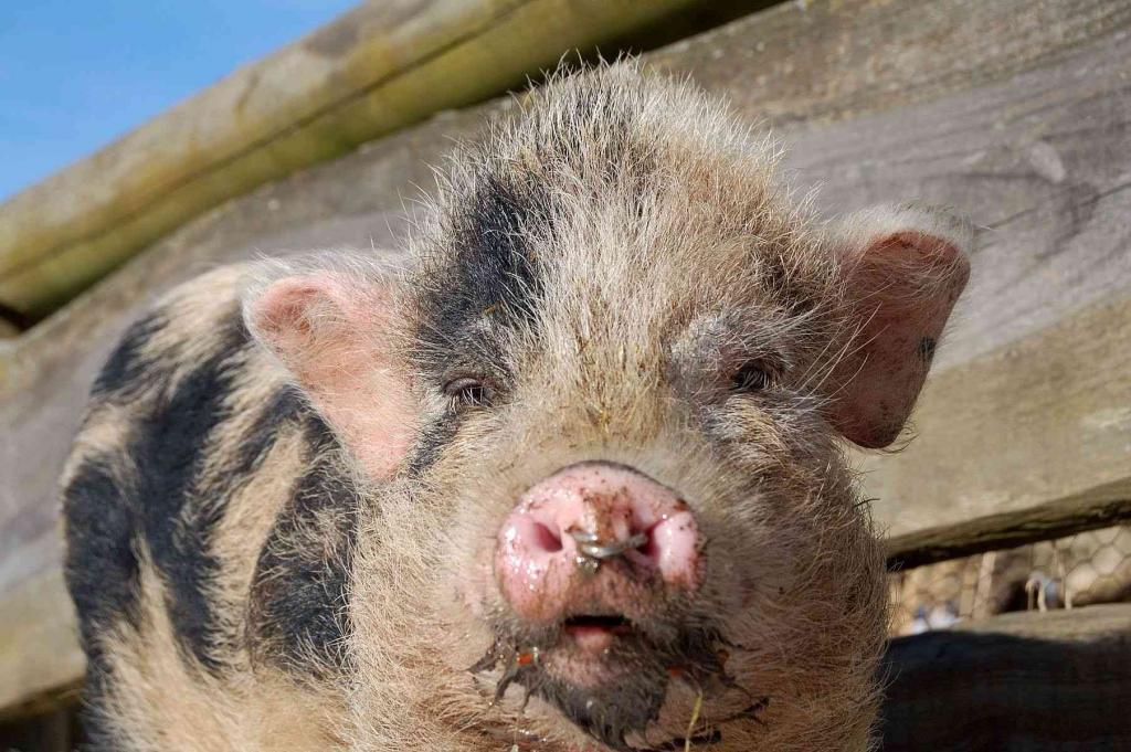 Schwein