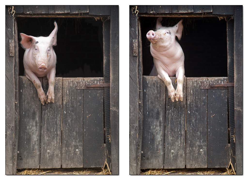Schwein