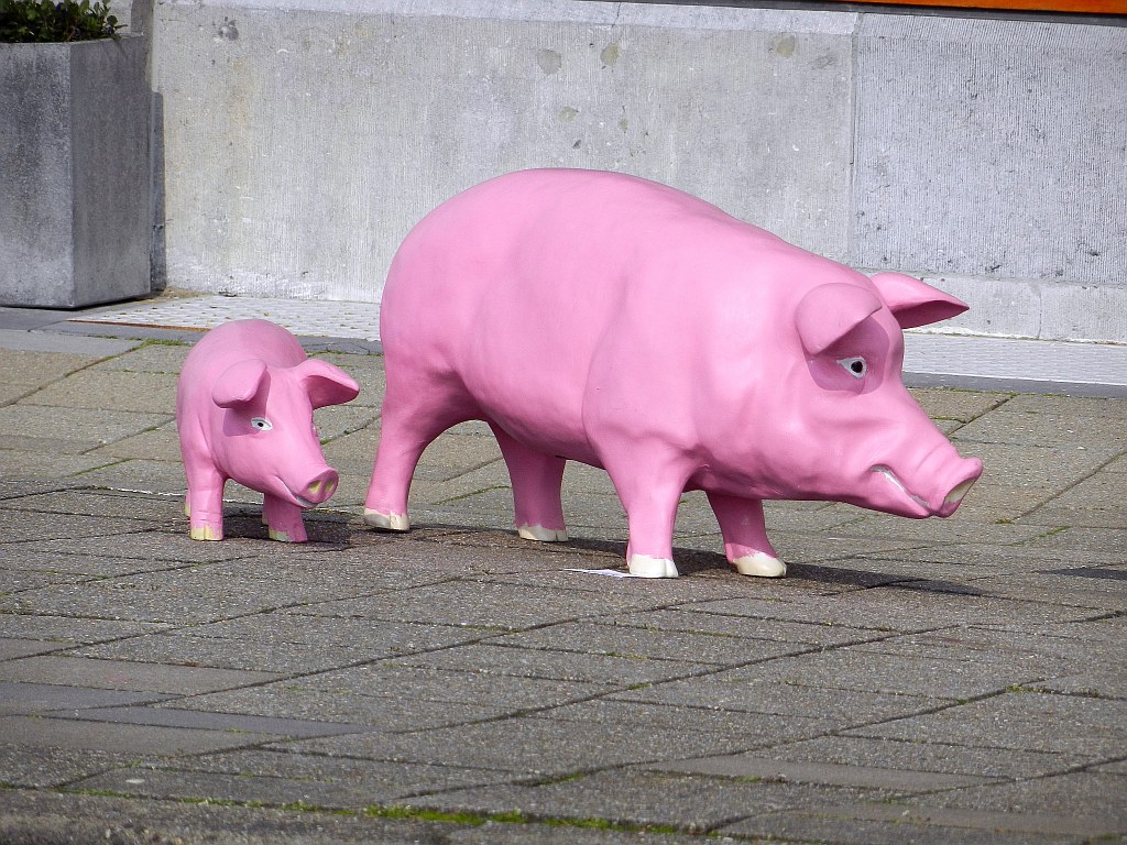 Schweine