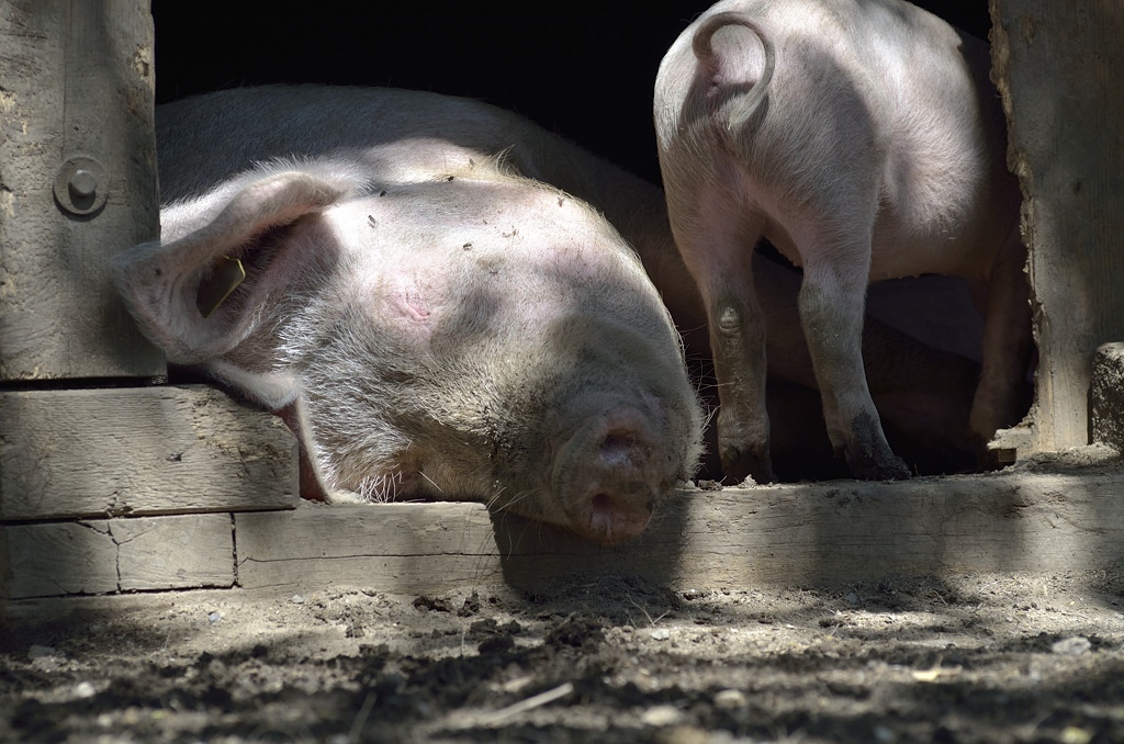 Schweine