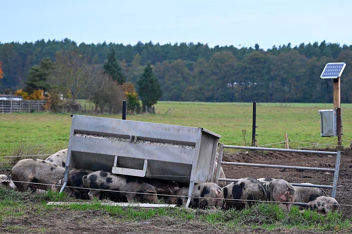 Schweinebande.jpg