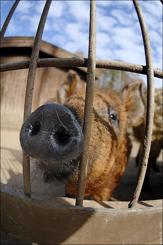 Schweinerei 01 D2X 0464 1a