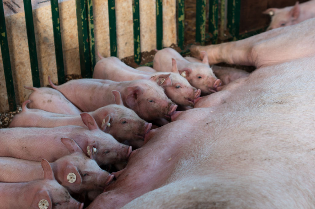 Schweinerei
