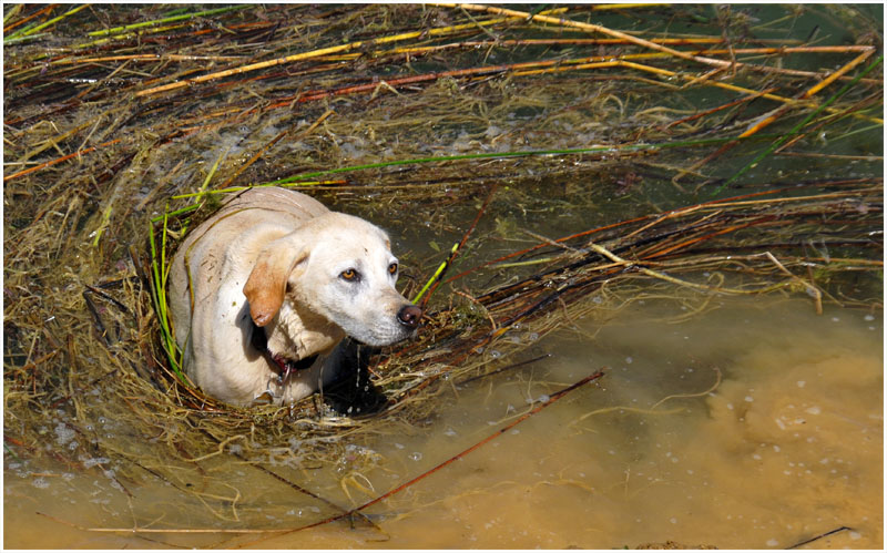 Schwemmhund