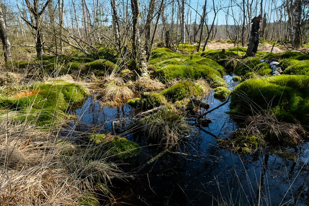 Schwenninger Moos 1314