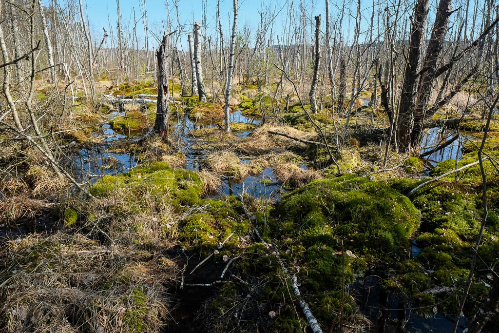 Schwenninger Moos 1319