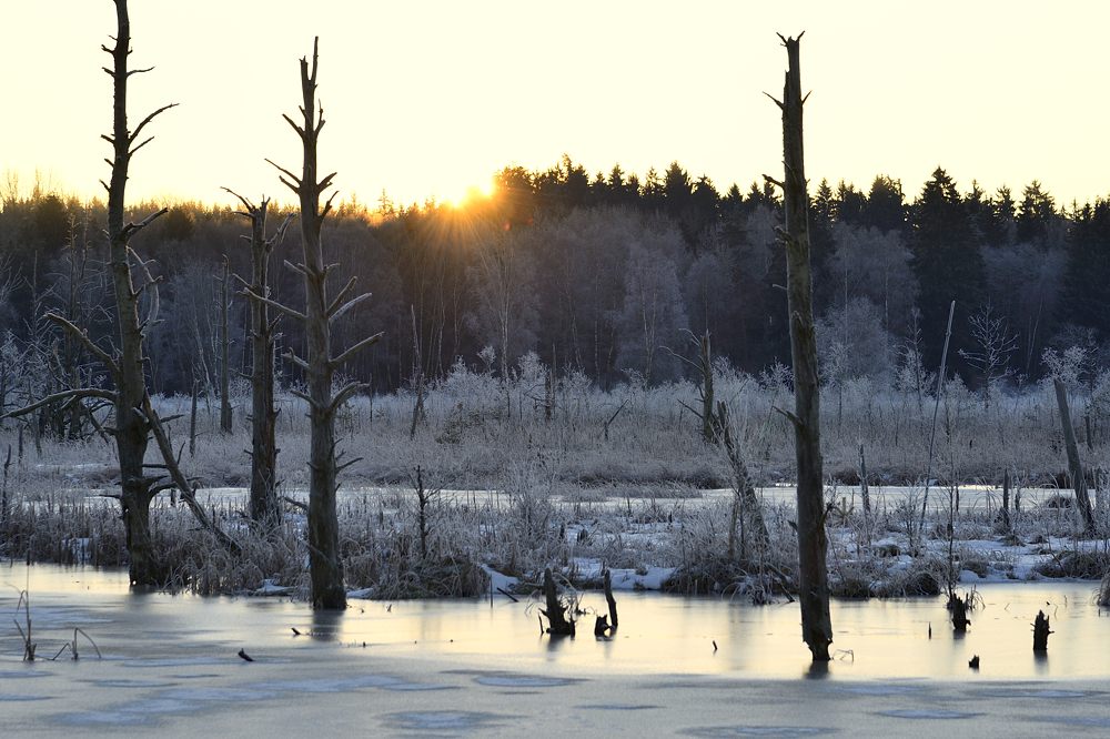 Schwenninger Moos Schwarzwald 2015 00128