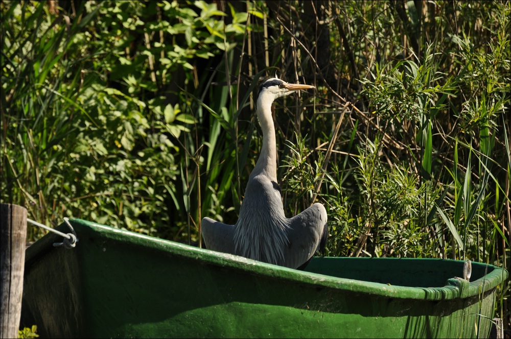 Schwentine Reiher 2