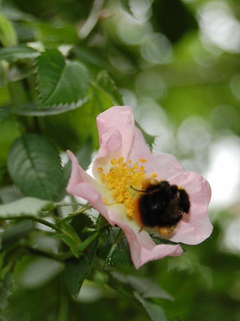 schwer beladener Brummer