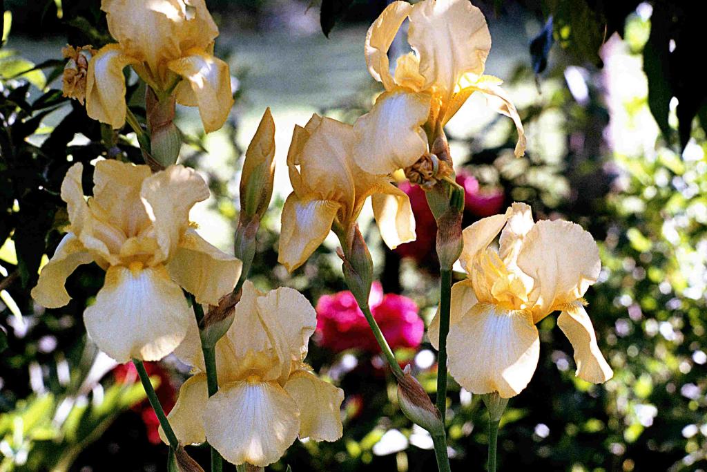 Schwertiris im Garten 07.2015