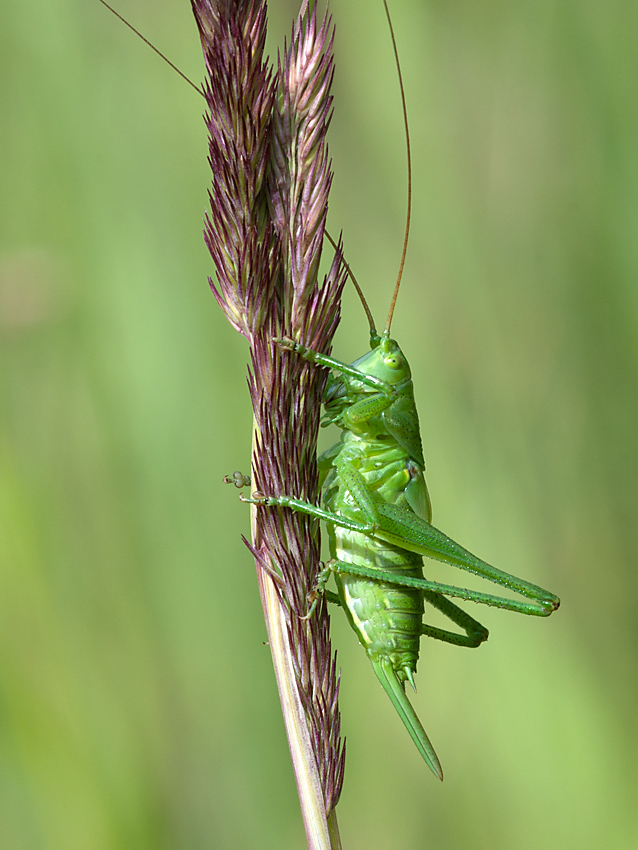 Schwertschrecke Kurzflüglige 2012 06 24 01