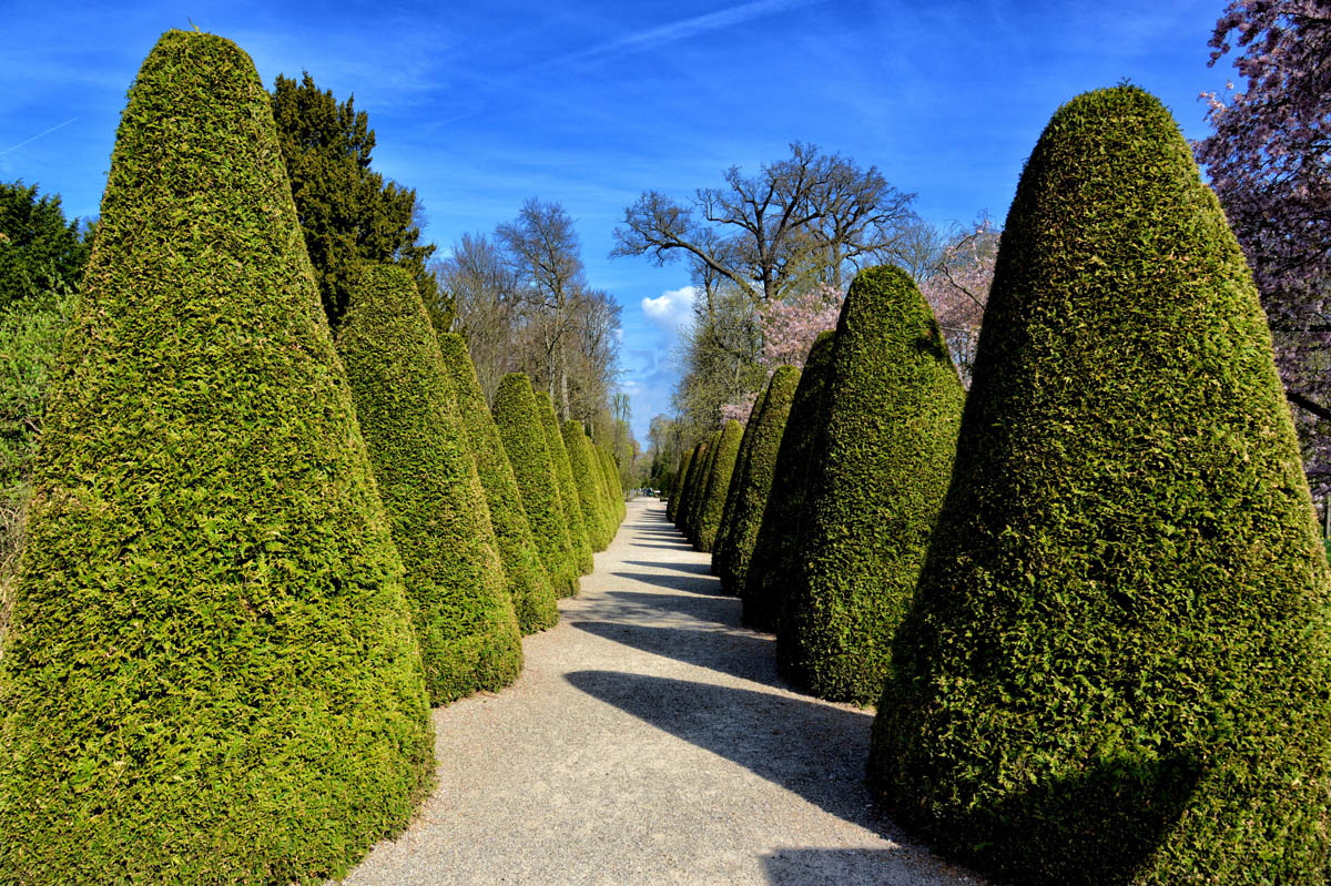 Schwetzingen buchs allee