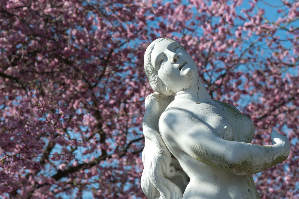schwetzingen kirsch 1