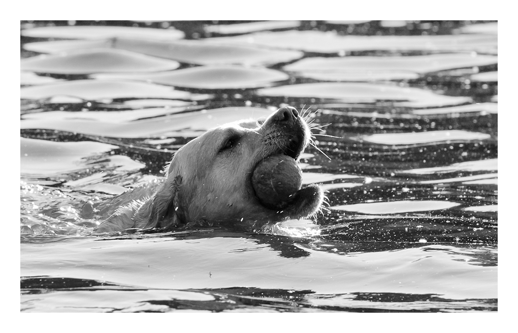 schwimmen in schwarzweiß