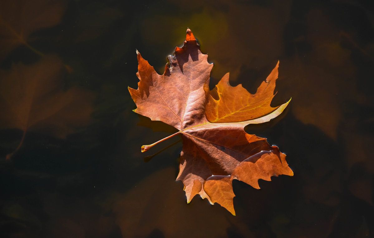 Schwimmendes Herbstblatt.jpg