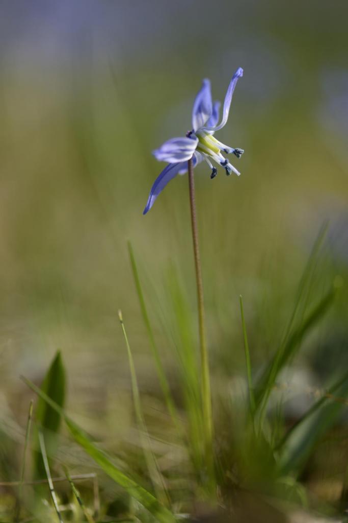 Scillablüte II