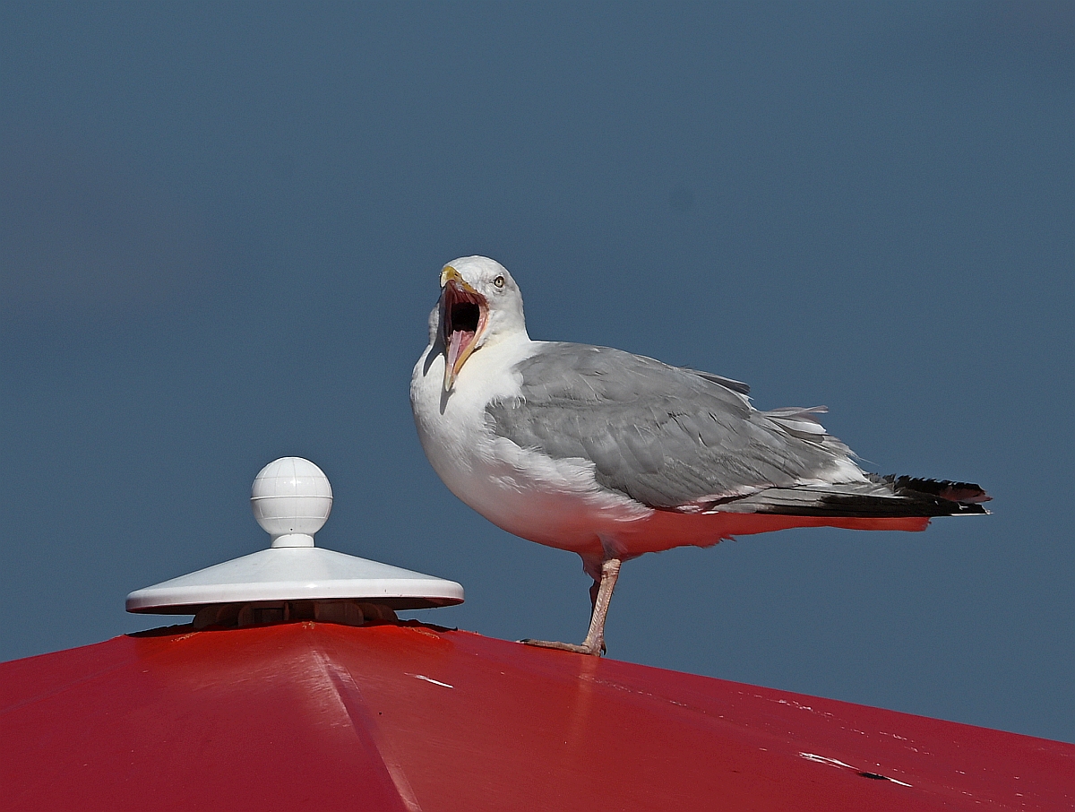 Scream_crop.jpg