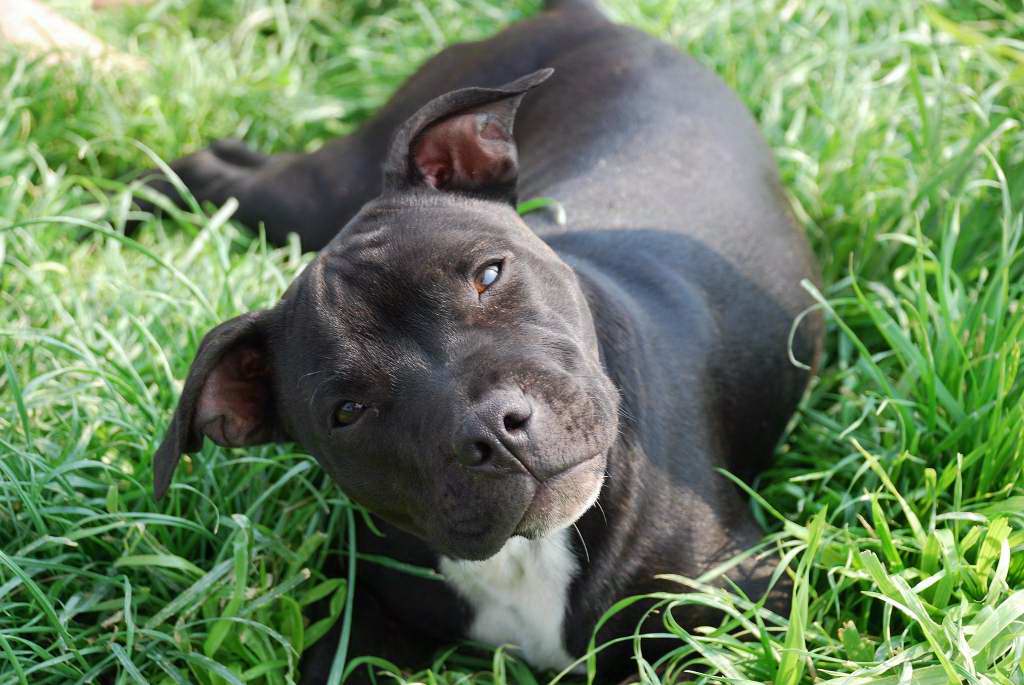 Seïdi = ein junger Pittbull aus einem Camp Namibia