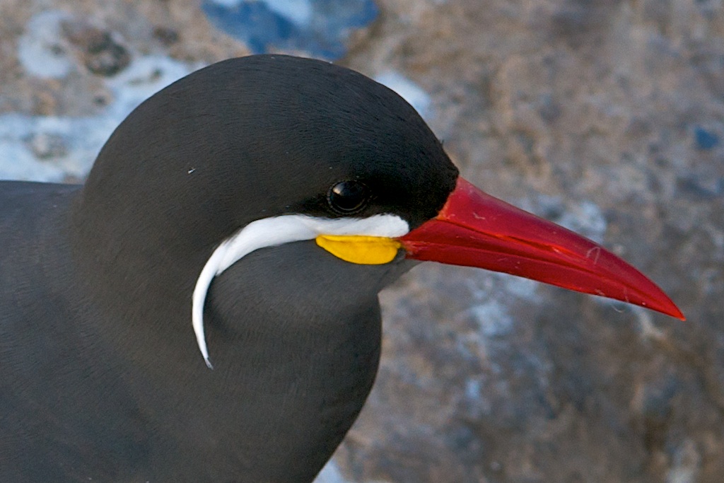 Seaborn 2009 164