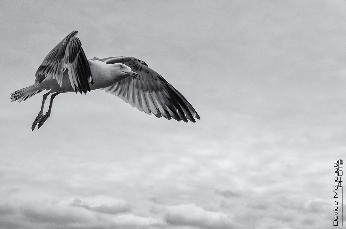 Seagull and Clouds