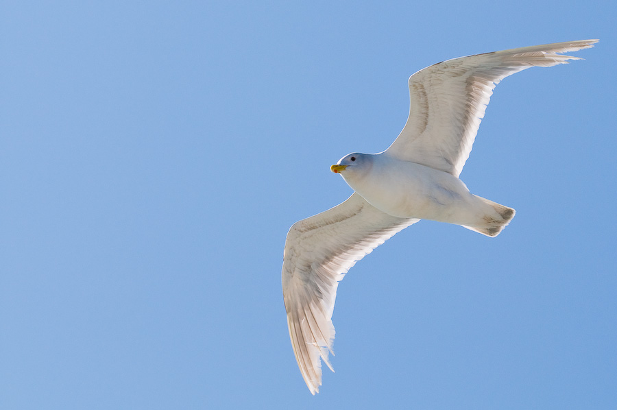 Seagull