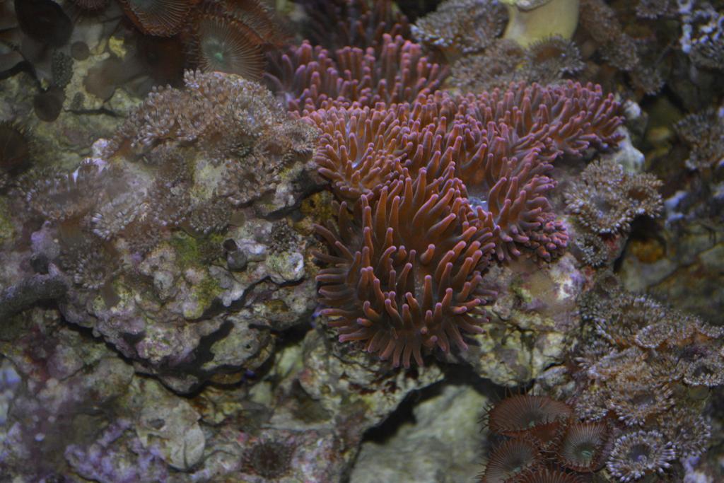 Sealife