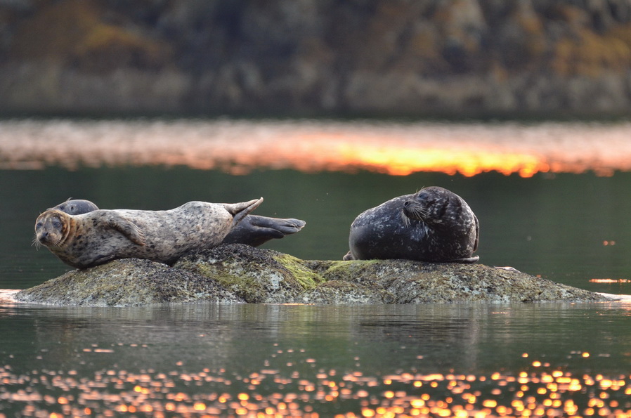 Seals