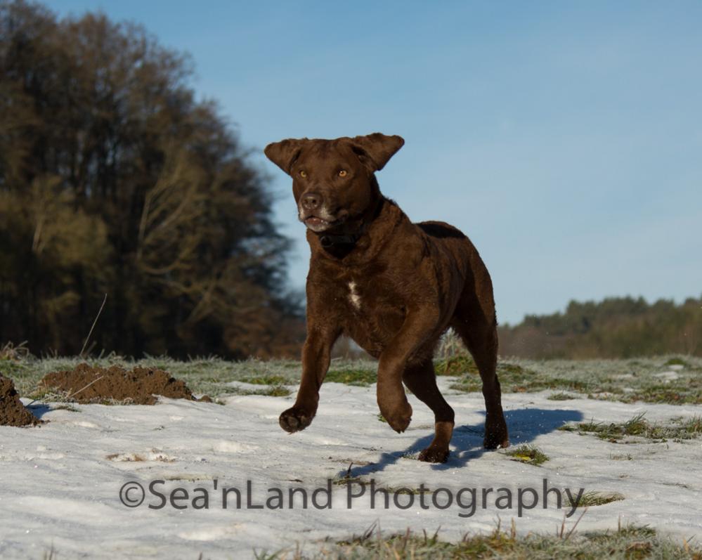Sea'nLand Chesapeake Bay Retriever