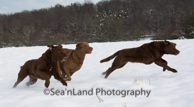 Sea'nLand Chesapeake Bay Retriever