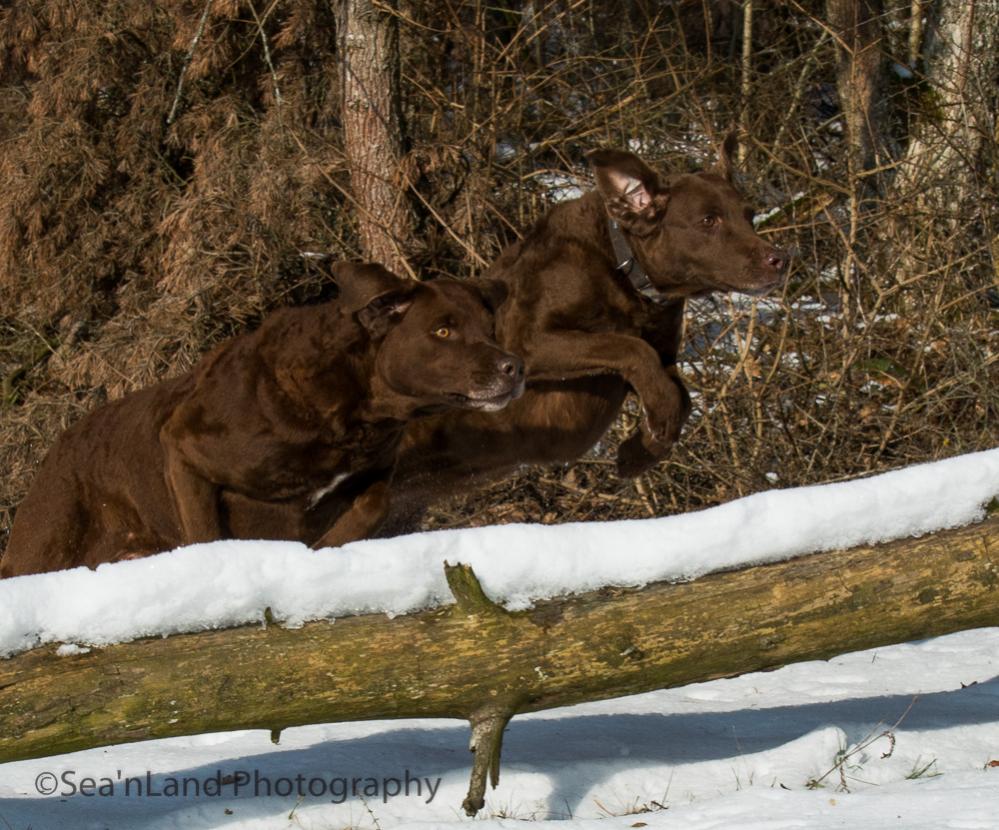 Sea'nLand Chesapeake Bay Retriever