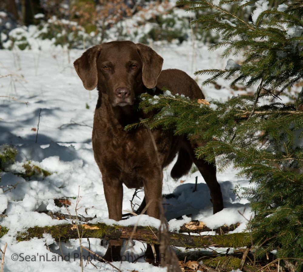 Sea'nLand Chesapeake Bay Retriever