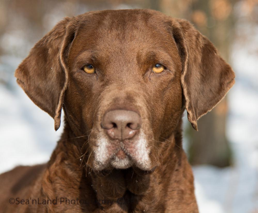 Sea'nLand Chesapeake Bay Retriever