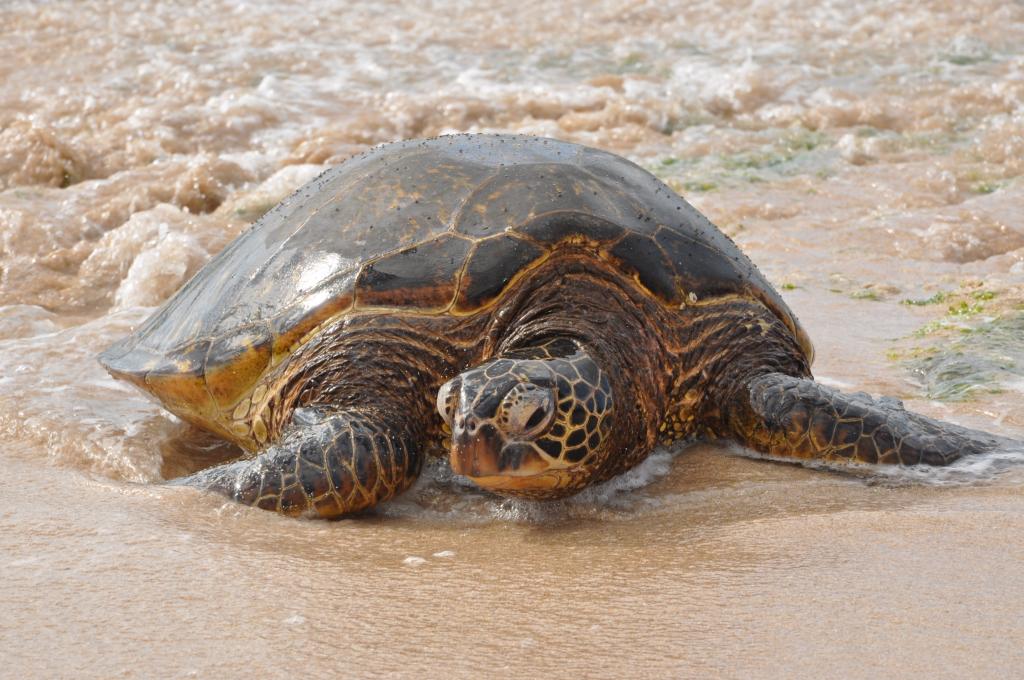 Seaturtle