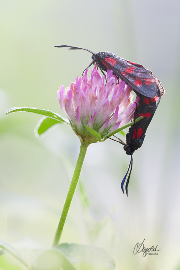 Sechsfleck-Widderchen (Zygaena filipendulae)