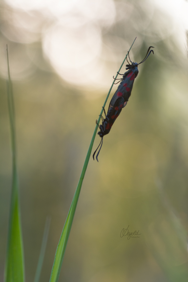 Sechsfleck-Widderchen (Zygaena filipendulae)