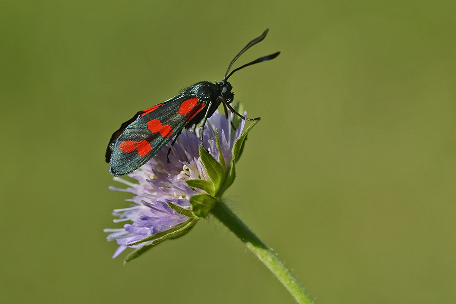 Sechsfleck Widderchen