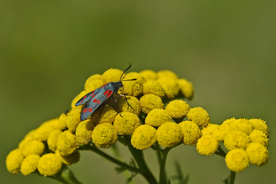 Sechsfleck Widderchen