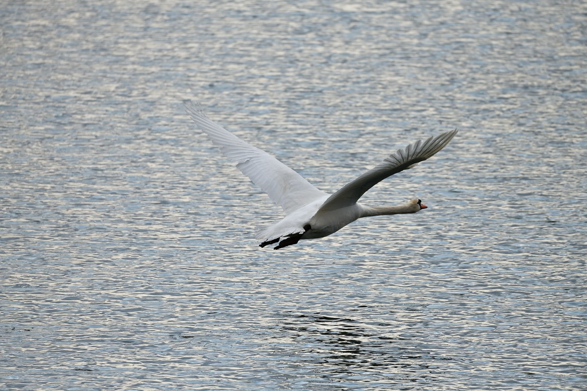 See 05.jpg