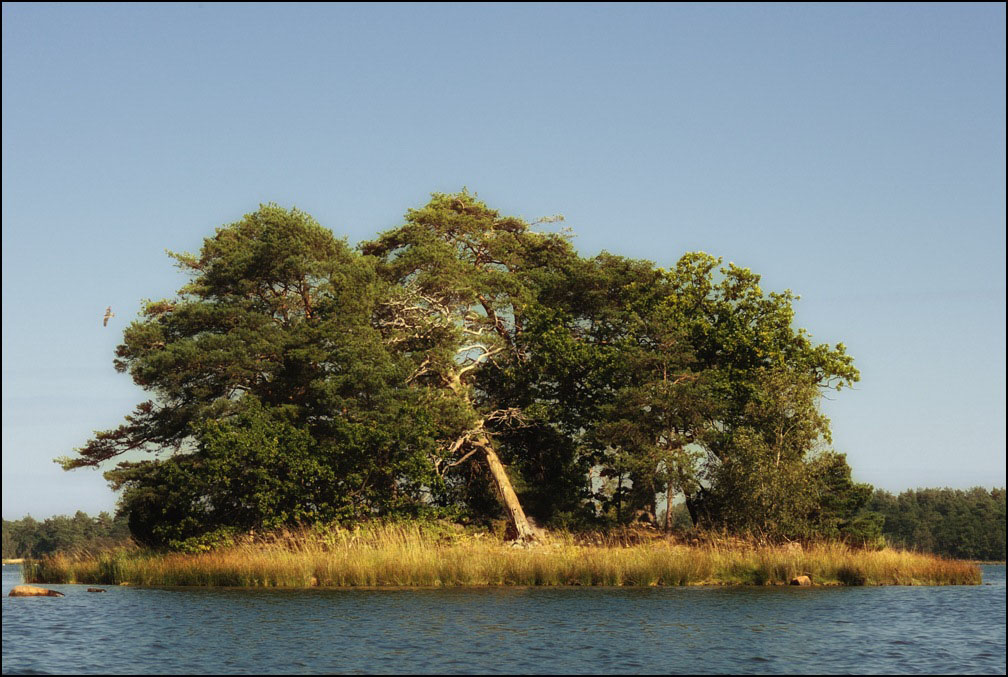 see baum