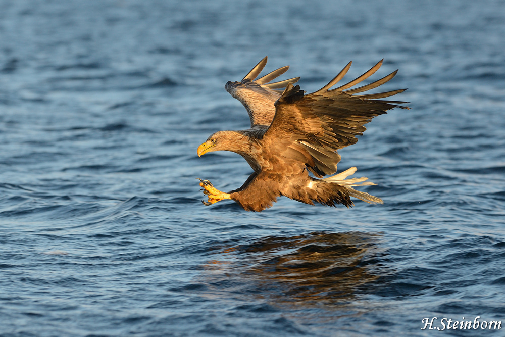 Seeadler 001