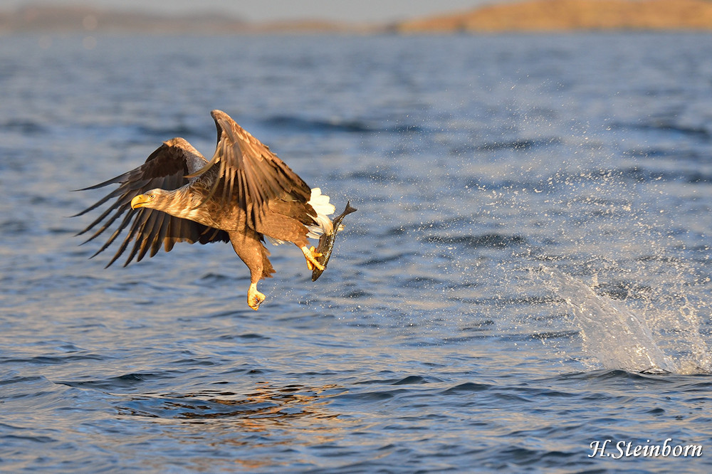 Seeadler 002