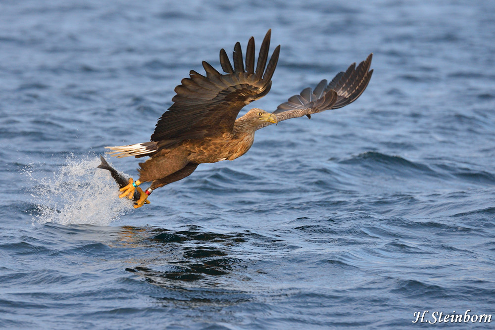 Seeadler 003