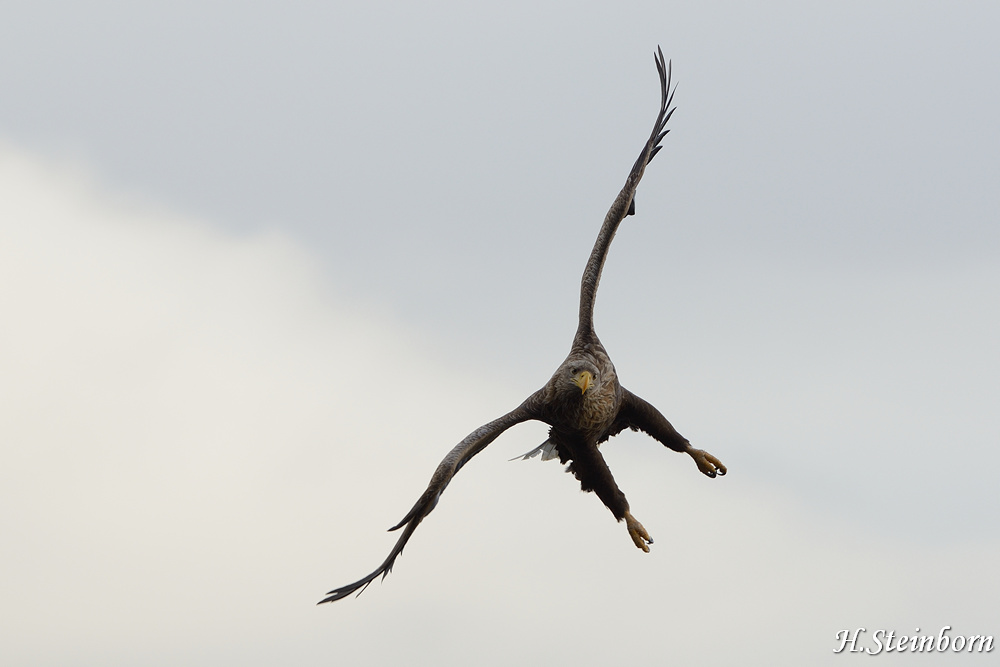 Seeadler 005