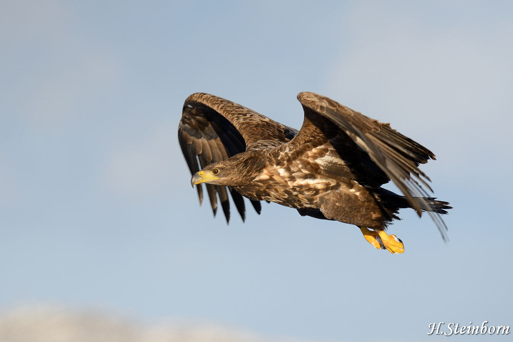 Seeadler 008