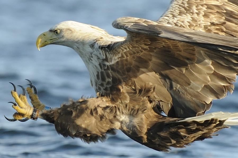 Seeadler 01 100 Prozent