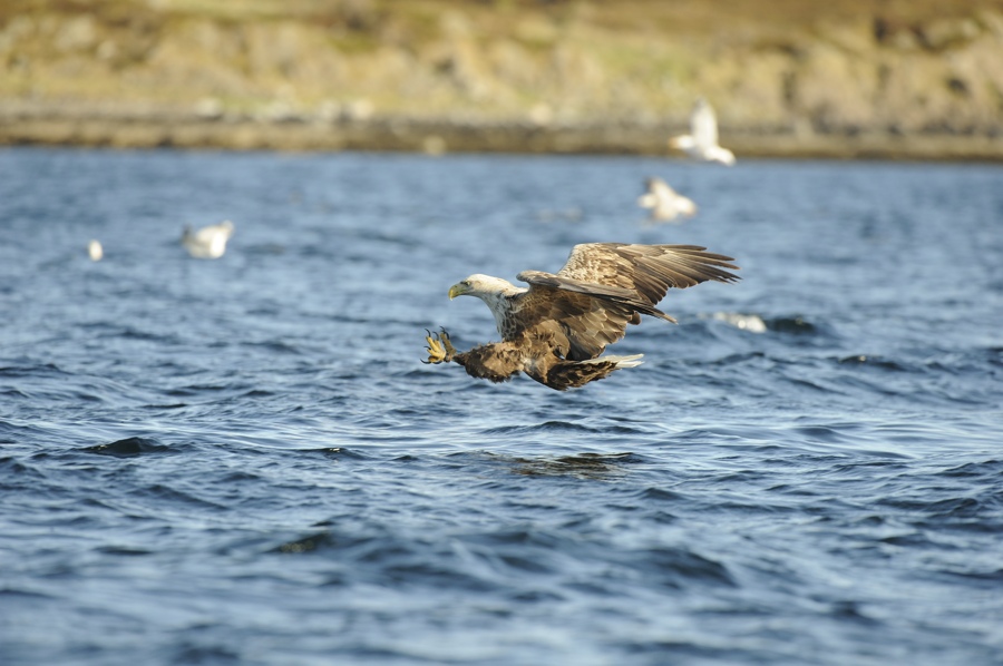 Seeadler 01