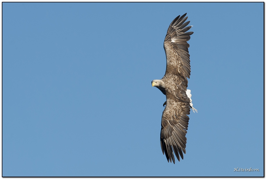 Seeadler 01